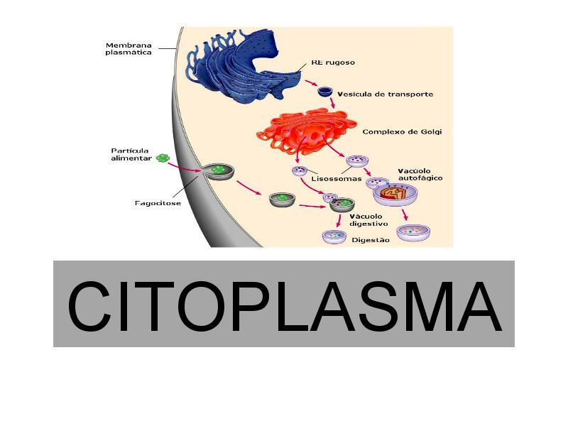 estruturas do citoplasma
