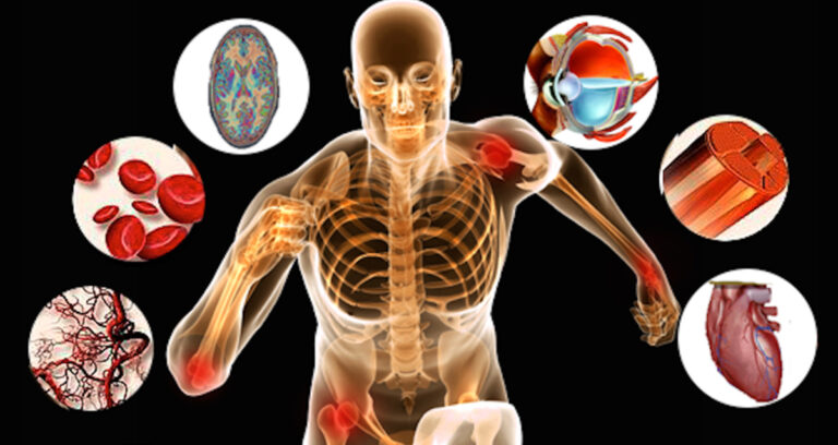 Fisiologia Humana – 30 Exercícios de retenção para o Enem