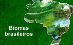 Biomas Brasileiros – 6 tipos naturais