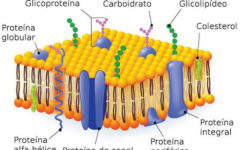 Estrutura da membrana celular – Perguntas com respostas para o Enem