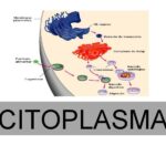 estruturas do citoplasma