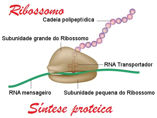 Ribossomo e síntese proteica