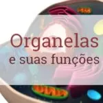 Organelas Citoplasmáticas